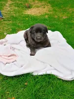 Pepper, a female German Shepherd Dog for sale in Stanley, WI – 1 of 5