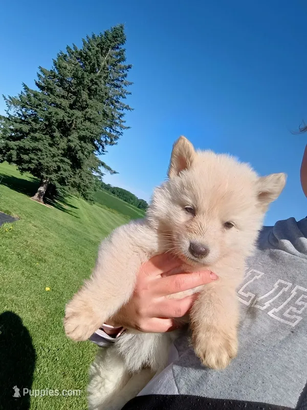 Ivory – German Shepherd Dog puppy on hold in Stanley, WI