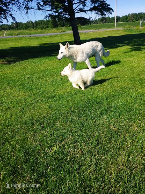 Crispy – German Shepherd Dog puppy for sale in Stanley, WI