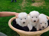 Wiggly, a  German Shepherd Dog for sale in Stanley, WI – 3 of 3