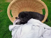 Jet, a male German Shepherd Dog for sale in Stanley, WI – 6 of 6