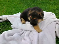 Cinnamon , a male German Shepherd Dog for sale in Stanley, WI – 6 of 6