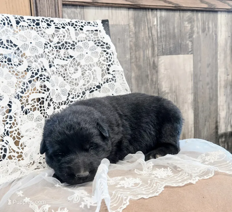 Pepper – German Shepherd Dog puppy for sale in Stanley, WI
