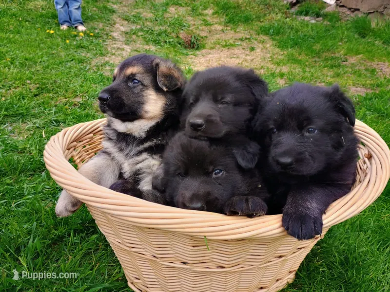 Jet – German Shepherd Dog puppy for sale in Stanley, WI