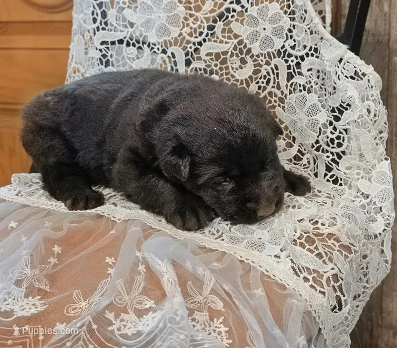 Chubby Beth – German Shepherd Dog puppy for sale in Stanley, WI