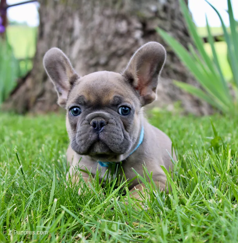 Blue Collar  – French Bulldog puppy for sale in Richland, IA