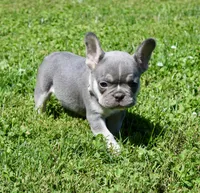 Silver Collar , a male French Bulldog for sale in Richland, IA – 6 of 8