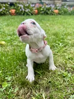 Baby Pink Collar , a female French Bulldog for sale in Richland, IA – 4 of 6