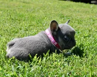 Pink Collar , a female French Bulldog for sale in Richland, IA – 3 of 6