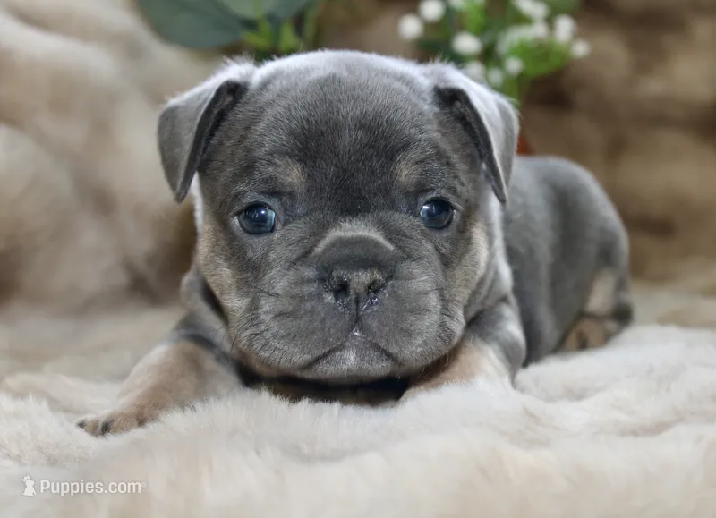 Black Collar  – French Bulldog puppy for sale in Richland, IA