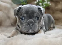 Black Collar , a male French Bulldog for sale in Richland, IA – 1 of 6