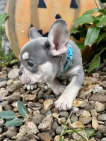 Baby Blue Collar , a female French Bulldog for sale in Richland, IA – 4 of 6