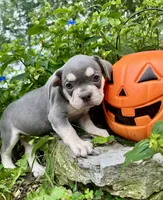 Lime Green Collar , a female French Bulldog for sale in Richland, IA – 4 of 6