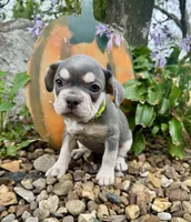 Lime Green Collar , a female French Bulldog for sale in Richland, IA – 3 of 6