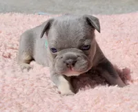 Teal Collar , a female French Bulldog for sale in Richland, IA – 4 of 6