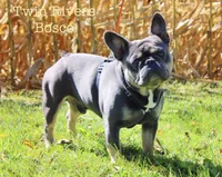 Teal Collar , a female French Bulldog for sale in Richland, IA – 6 of 6
