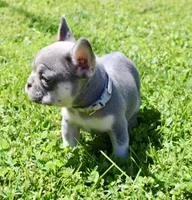 Silver Collar , a male French Bulldog for sale in Richland, IA – 2 of 8