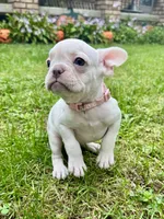 Baby Pink Collar , a female French Bulldog for sale in Richland, IA – 3 of 6