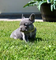 Yellow Collar , a female French Bulldog for sale in Richland, IA – 2 of 6