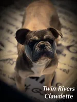Teal Collar , a female French Bulldog for sale in Richland, IA – 5 of 6