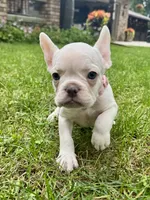 Baby Pink Collar , a female French Bulldog for sale in Richland, IA – 5 of 6