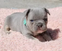 Teal Collar , a female French Bulldog for sale in Richland, IA – 2 of 6