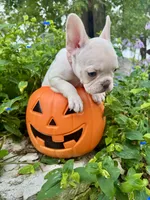 Baby Pink Collar , a female French Bulldog for sale in Richland, IA – 6 of 6