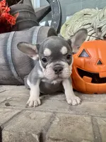 Baby Blue Collar , a female French Bulldog for sale in Richland, IA – 3 of 6