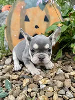 Baby Blue Collar , a female French Bulldog for sale in Richland, IA – 5 of 6