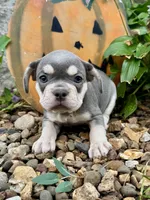 Lime Green Collar , a female French Bulldog for sale in Richland, IA – 2 of 6