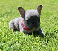 Pink Collar , a female French Bulldog for sale in Richland, IA – 1 of 6