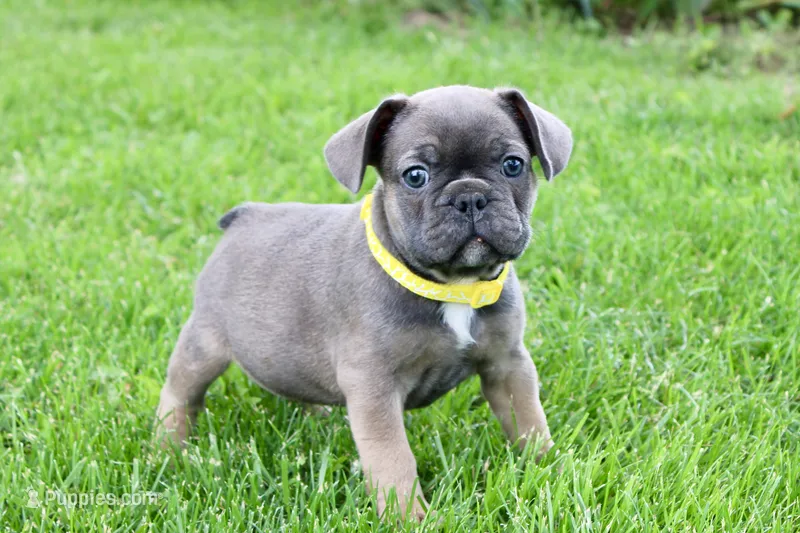Yellow Collar  – French Bulldog puppy for sale in Richland, IA