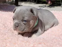Teal Collar , a female French Bulldog for sale in Richland, IA – 3 of 6