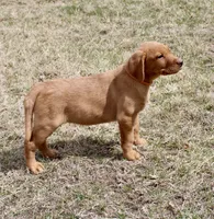 Orange Collar , a male Labrador Retriever for sale in Richland, IA – Photo 5 of 6