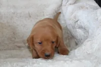 Orange Collar , a male Labrador Retriever for sale in Richland, IA – Photo 4 of 10
