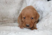 Orange Collar , a male Labrador Retriever for sale in Richland, IA – Photo 2 of 10