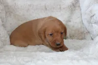 Orange Collar , a male Labrador Retriever for sale in Richland, IA – Photo 7 of 10
