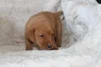 Orange Collar , a male Labrador Retriever for sale in Richland, IA – Photo 5 of 10