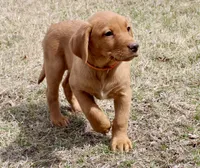 Orange Collar , a male Labrador Retriever for sale in Richland, IA – Photo 3 of 6