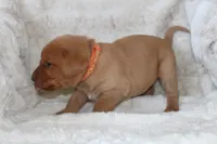 Orange Collar , a male Labrador Retriever for sale in Richland, IA – Photo 3 of 10
