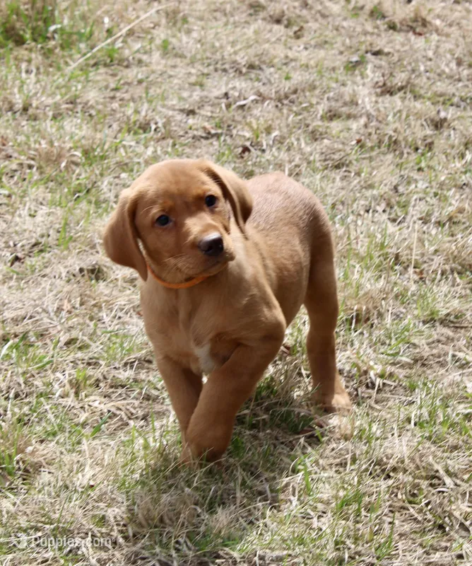 Orange Collar  – Labrador Retriever puppy for sale in Richland, IA