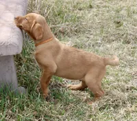 Orange Collar , a male Labrador Retriever for sale in Richland, IA – Photo 2 of 6