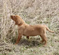Orange Collar , a male Labrador Retriever for sale in Richland, IA – Photo 4 of 6