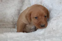 Orange Collar , a male Labrador Retriever for sale in Richland, IA – Photo 1 of 10