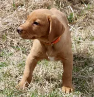 Orange Collar , a male Labrador Retriever for sale in Richland, IA – Photo 6 of 6