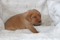 Orange Collar , a male Labrador Retriever for sale in Richland, IA – Photo 8 of 10