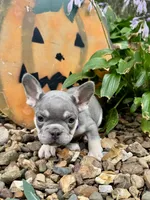 Purple Collar , a female French Bulldog for sale in Richland, IA – 2 of 4