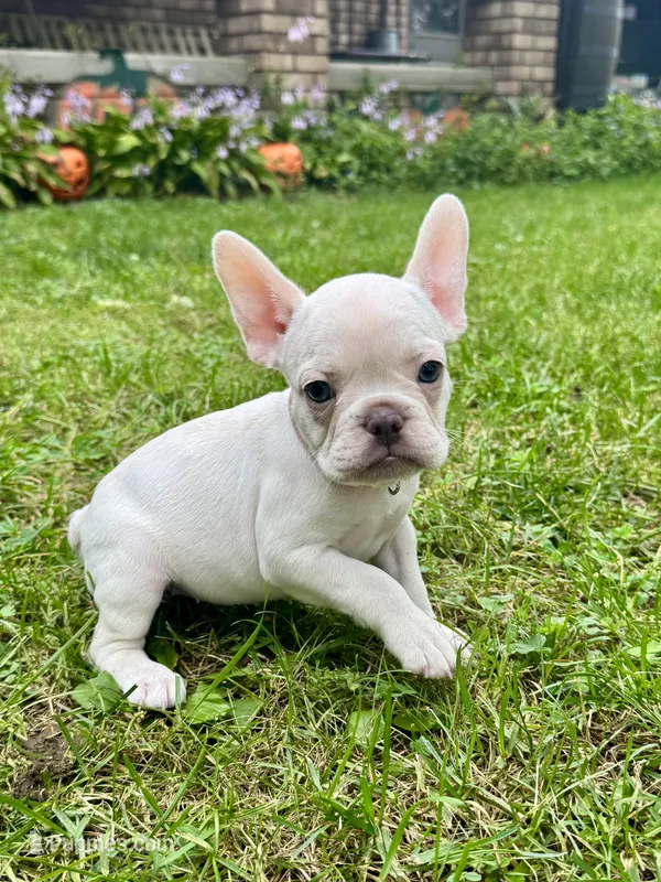 Baby Pink Collar  – French Bulldog puppy for sale in Richland, IA