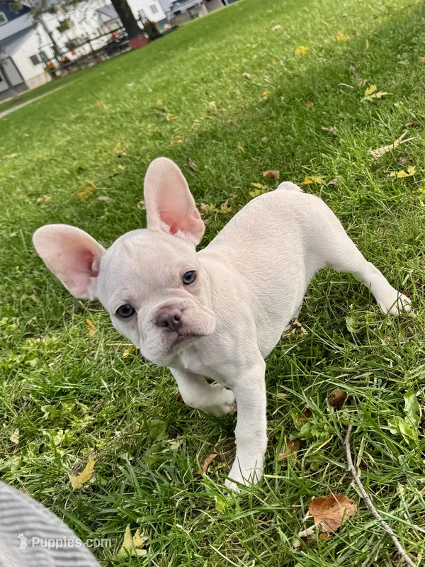 Baby Pink Collar  – French Bulldog puppy on hold in Richland, IA