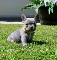 Yellow Collar , a female French Bulldog for sale in Richland, IA – 1 of 6